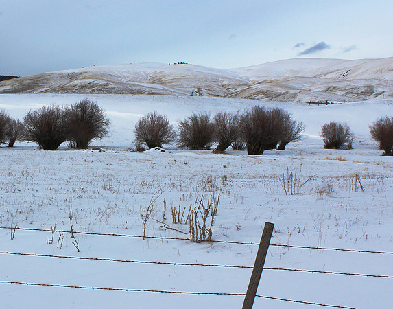 Red Brush in the Snow