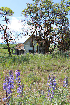 White Farmhouse & Purple Lupines